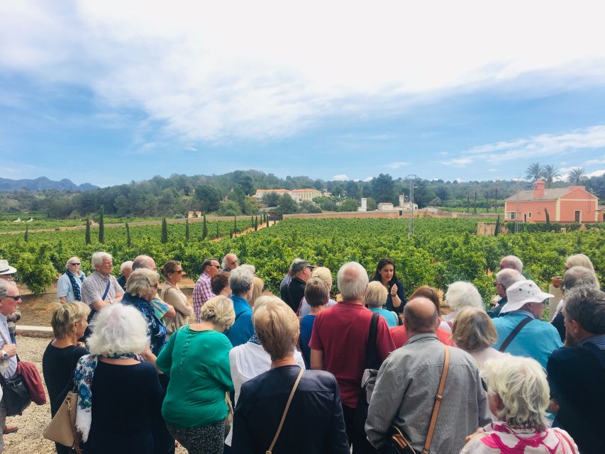 Valencia: Orange Farm and Orchard Trip with Tastings - Transport from Valencia: the train is easy, the last mile depends on your comfort