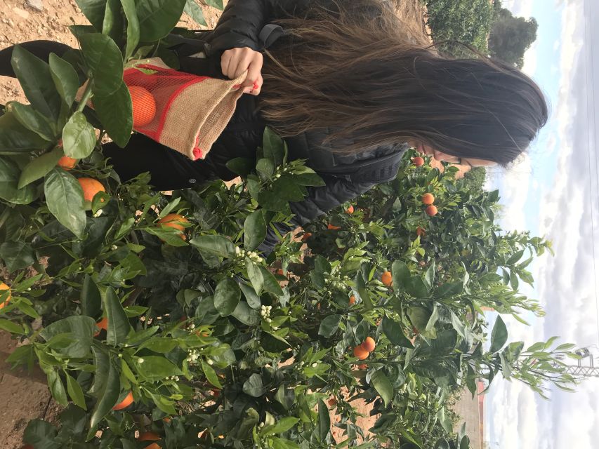 Valencia: Orange Farm and Orchard Trip with Tastings - Should you book Huerto Ribera?