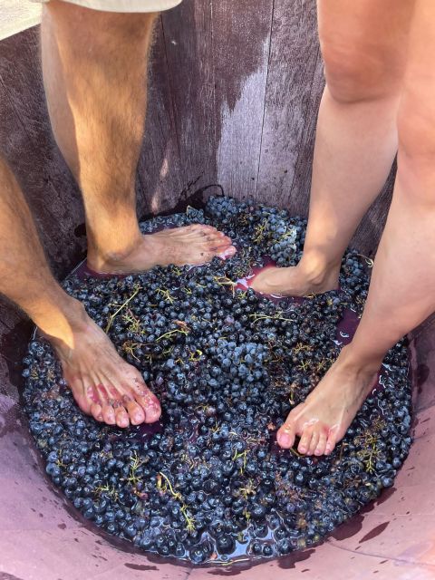 Valencia: Utiel-Requena Cave & Winery Day Trip with Tasting - Seasonal grape picking and grape treading: plan around the calendar