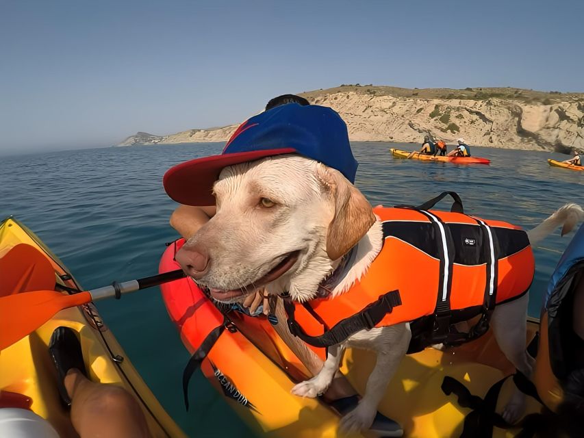 Villajoyosa: Kayaking with the man's best friend, your dog - Why Villajoyosa makes a dog kayak day work