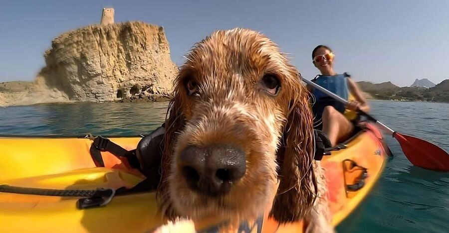Villajoyosa: Kayaking with the man's best friend, your dog - Paddling stops at Torre del Xarco and Cala Torreon