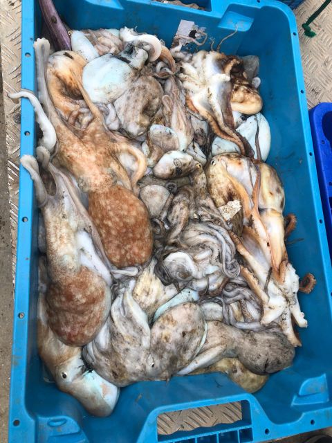 Villajoyosa: Seafood Route and Fish Auction. - Price and value: $17 for a working port lesson