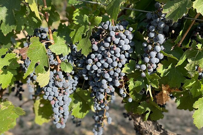Wine tasting tour - Appetizers included for pairing, and why that helps your tasting
