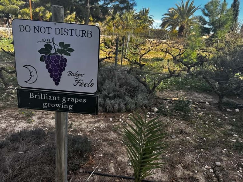 Winery Visit and Tasting in Elche with wines and tapas from Alicante in Van - Key Points You’ll Care About