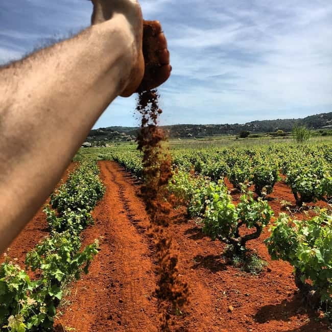 Xalo: Vineyard Tour with Wine Tasting and Snacks - Key highlights to look for