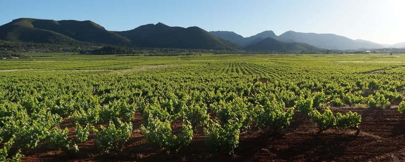 Xalo: Vineyard Tour with Wine Tasting and Snacks - Where to meet Bodegas Riko in Avinguda Rei Juan Carlos I
